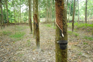 Rubber Tree or Hevea brasiliensis plantation in Malacca, Malaysia clipart
