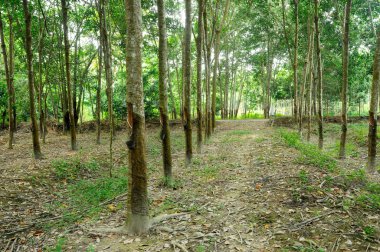 Kauçuk ağacı veya Hevea brasiliensis plantasyon içinde Malacca, Malaysia