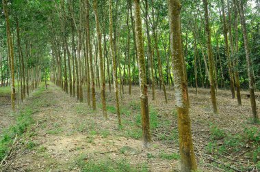 Kauçuk ağacı veya Hevea brasiliensis plantasyon içinde Malacca, Malaysia