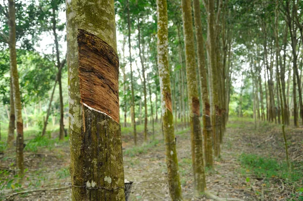 Plantación de árboles de caucho o Hevea brasiliensis en Malaca, Malasia — Foto de Stock