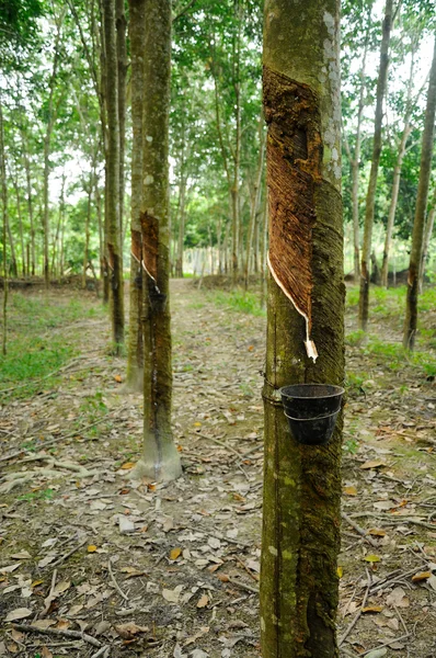 Plantación de árboles de caucho o Hevea brasiliensis en Malaca, Malasia —  Fotos de Stock