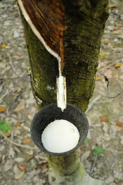 Γαλακτώδες λατέξ που προέρχονται από δένδρων καουτσούκ ή γνωστός και ως Hevea Brasiliensis ως πηγή της καουτσούκ — Φωτογραφία Αρχείου
