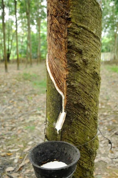 Milchiges Latex, das aus Gummibäumen gewonnen wird oder auch bekannt ist hevea brasiliensis als Quelle von Naturkautschuk — Stockfoto