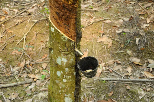 Melkachtig latex gewonnen uit de rubberboom of alias Hevea Brasiliensis als een bron van natuurlijke rubber — Stockfoto
