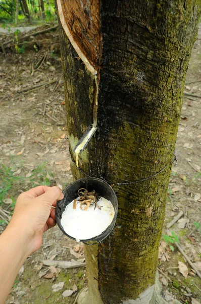 Hand houden van de rubberen bomen of hevea brasiliensis beker die rauwe melkachtig latex bevatten . — Stockfoto