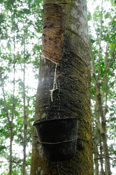 Melkachtig latex gewonnen uit de rubberboom of alias Hevea Brasiliensis als een bron van natuurlijke rubber — Stockfoto