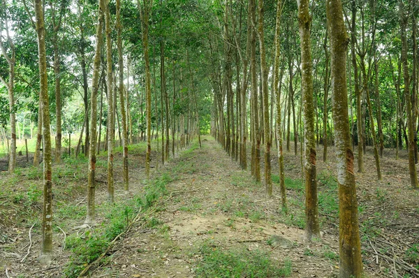 Plantación de árboles de caucho o Hevea brasiliensis en Malaca, Malasia —  Fotos de Stock