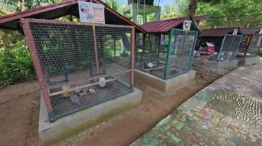 Egzotik tavuklar uzun ve düzenli bir sıra halinde küçük bireysel kümelerde bulunur. Bu dikkatli ayrılık kavgayı ve istenmeyen üremeyi önler. Bu güzel kuşlar gösteri, rekabet ya da estetik bir hobi için özel olarak yetiştirilir..