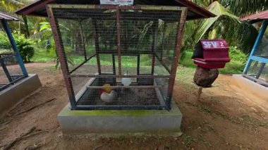 Egzotik tavuklar uzun ve düzenli bir sıra halinde küçük bireysel kümelerde bulunur. Bu dikkatli ayrılık kavgayı ve istenmeyen üremeyi önler. Bu güzel kuşlar gösteri, rekabet ya da estetik bir hobi için özel olarak yetiştirilir..