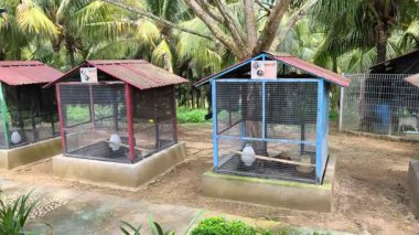Egzotik tavuklar uzun ve düzenli bir sıra halinde küçük bireysel kümelerde bulunur. Bu dikkatli ayrılık kavgayı ve istenmeyen üremeyi önler. Bu güzel kuşlar gösteri, rekabet ya da estetik bir hobi için özel olarak yetiştirilir..