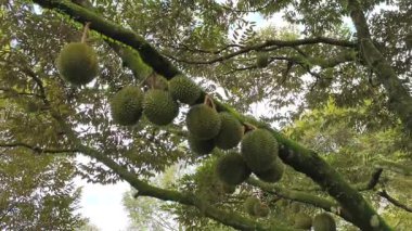 Sahne gelişen bir Durian meyve bahçesini yakalıyor. Meyve dolu ağaçlar geniş ve düzenli aralıklarla dikilir. Bu dikkatli düzenleme sağlıklı bir büyüme sağlar ve tropik meyveler için maksimum verim sağlar..