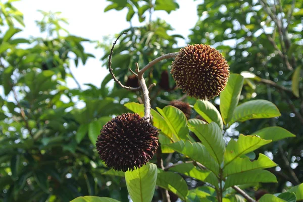 Fruits tropicaux le pulasan, Nephelium mutabile Blume de la famille des Sapindaceae — Photo