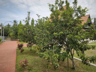 Oval şekilli sapodilla meyvelerinin doğal bir görüntüsü, aynı zamanda ciku olarak da bilinir, bir dalda olgunlaşır. Kahverengi, desenli ten, canlı yeşil tropikal yapraklarla çok güzel tezat oluşturuyor..