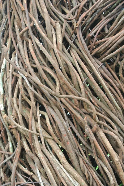 The roots dokuma ve süslemeler için bağlı.