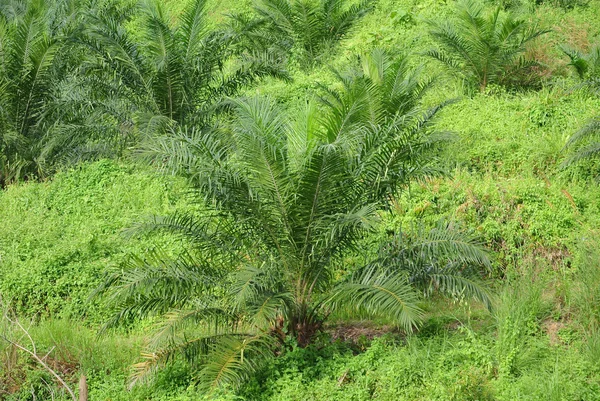 Palm oil trees in palm oil plantation estate