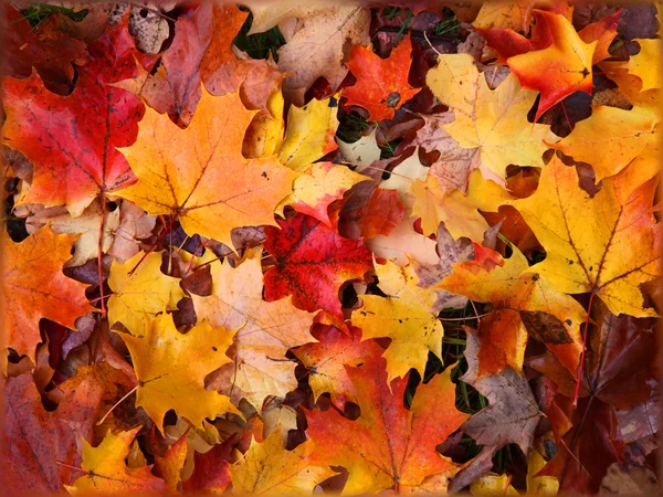 Sonbahar Yaprakları