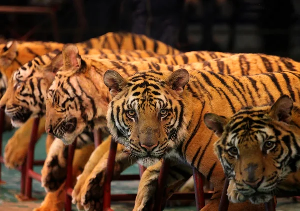 Görünüm kaplanlar