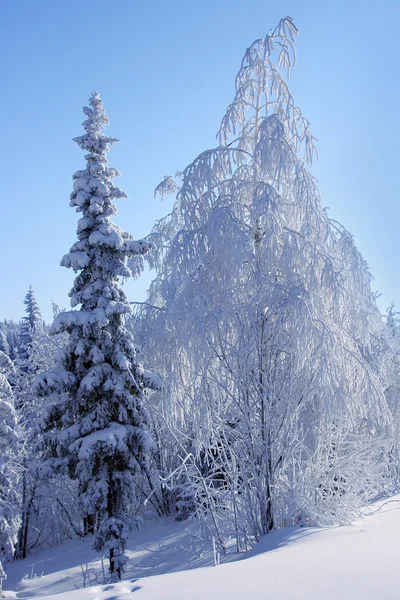 Ladin ve huş hoarfrost içinde