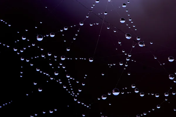 Ağdaki çiy damlaları