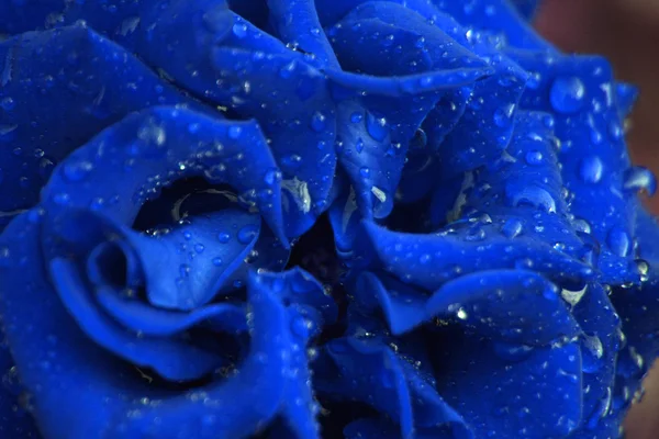 Mavi gül su damlaları