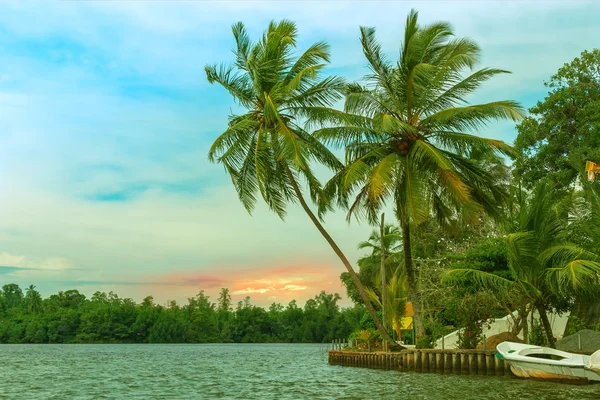 Tropical palm forest on the river bank.