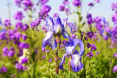 graceful blue iris flowers
