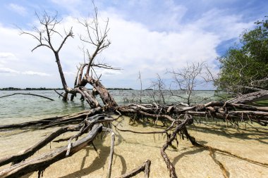 Mangrov Ağaç kökleri bir tropikal plaj.