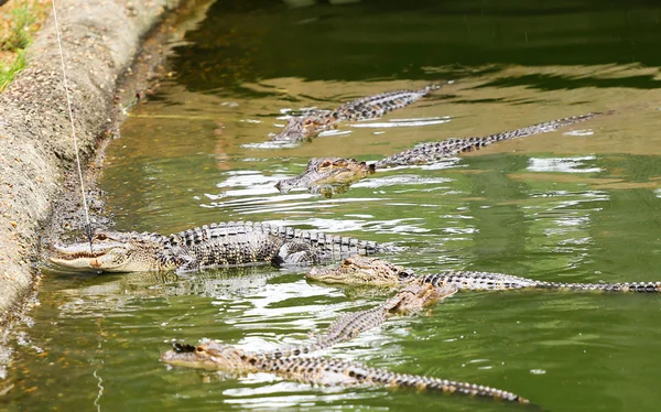 棒付きの閉じた水溜りでワニに餌を与える — ストック写真