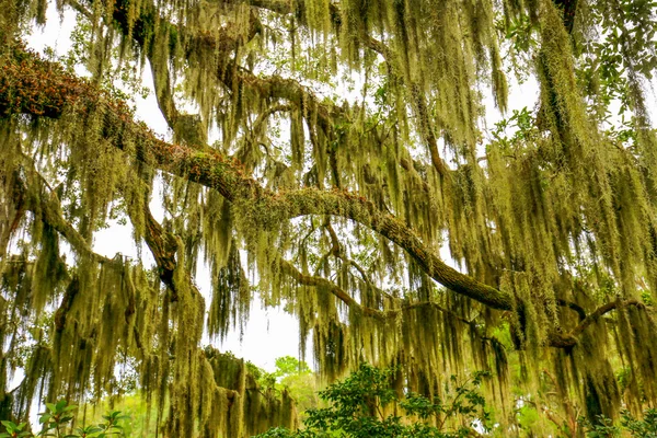 在美国南部 挂着西班牙苔藓的树 — 图库照片