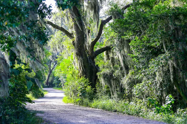 在美国南部 道路上挂着挂满西班牙苔藓的树木 — 图库照片