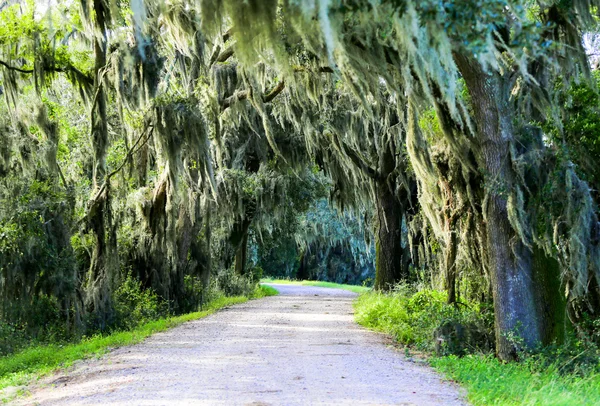 在美国南部 道路上挂着挂满西班牙苔藓的树木 — 图库照片