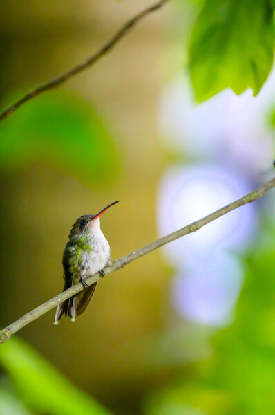Самка жужжащая птица сидит на ветке
.