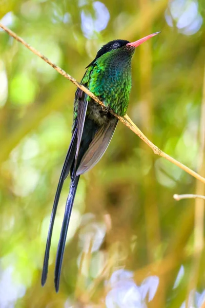 Beautiful hummingbird sitting on a branch in a garden. — Stock Photo, Image