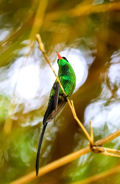 Hermoso colibrí sentado en una rama en un jardín . — Foto de Stock