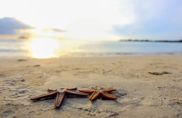 Dwa rozgwiazdy na plaży o zachodzie słońca, romantyczny szabla. — Zdjęcie stockowe