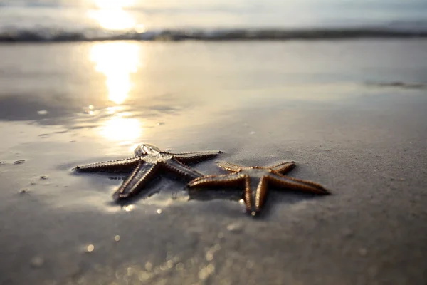 Two starfish on the beach at sunset, a romantic metaphor. — Stock Photo, Image