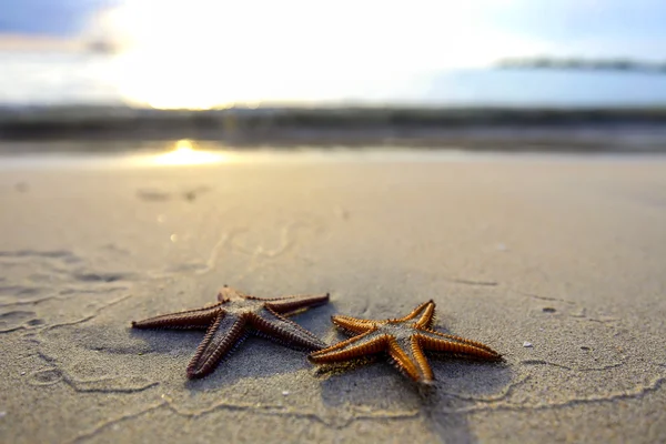 Dwa rozgwiazda na plaży o zachodzie słońca, romantyczny metafora. — Zdjęcie stockowe