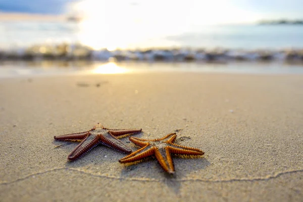 Två sjöstjärna på stranden vid solnedgången, en romantisk metafor. Stockbild