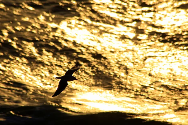 A Seagull Silhouette against Golden Waves — Stock Photo, Image