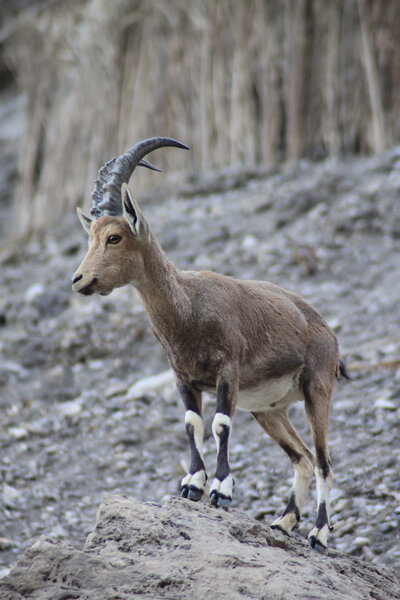 Mountain Goat (Ibex) Standing on a Rock