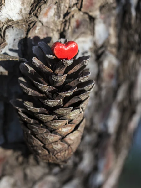 Red Heart on Pine Cone — Stock Photo, Image