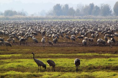 Three Storks önünde bir sürü, Throusands, leylek