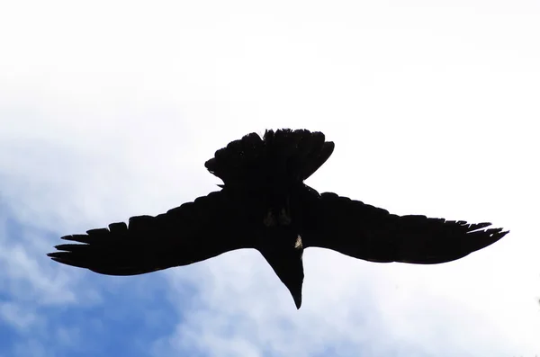 Zwarte Raven silhouet — Stockfoto