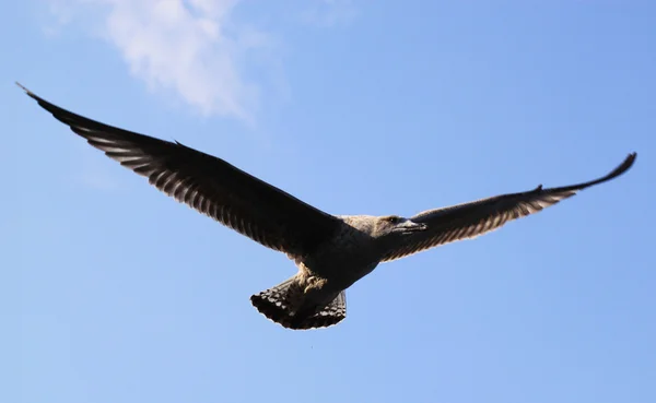 Black-Footed Albatross. — Stock Photo, Image