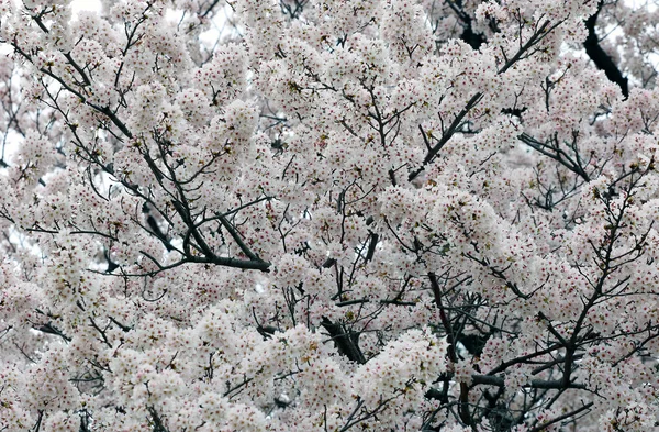 Sakura White Cherry Blossom Background