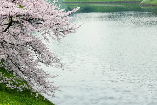 Rosa Sakura flor de cerezo en una orilla del río . —  Fotos de Stock