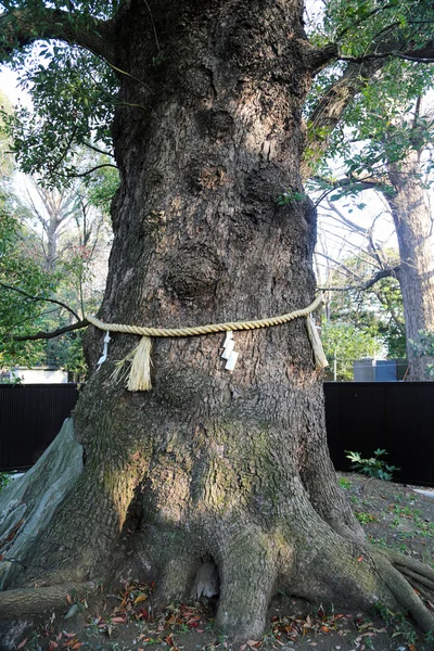 神道树神社用绳子绑在树上. — 图库照片