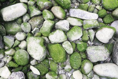 Yeşil yosun taşlar bir plajda