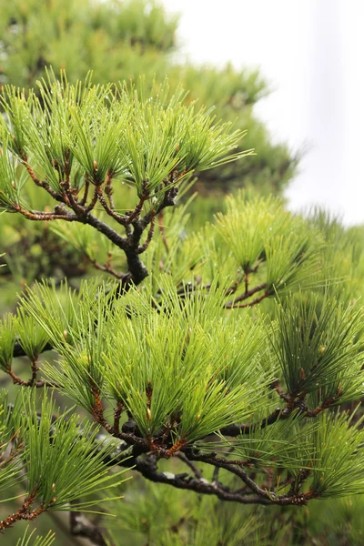 Rama de pino con muchas hojas de pino verde afilado — Foto de Stock