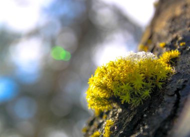 Bir ağaç üzerinde büyüyen kar yeşil yosun